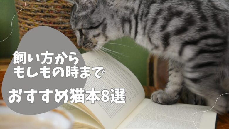猫を飼いたいけど旅行は?旅行好きの飼い主が教えます! | 猫のちブログ