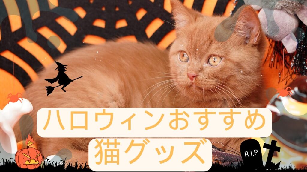 ハロウィン猫グッズ！猫とハロウィンを楽しもう！