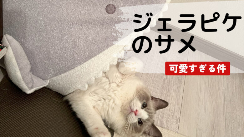 ジェラートピケのサメハウス！猫が入ってる姿が可愛すぎる！ | 猫のち 