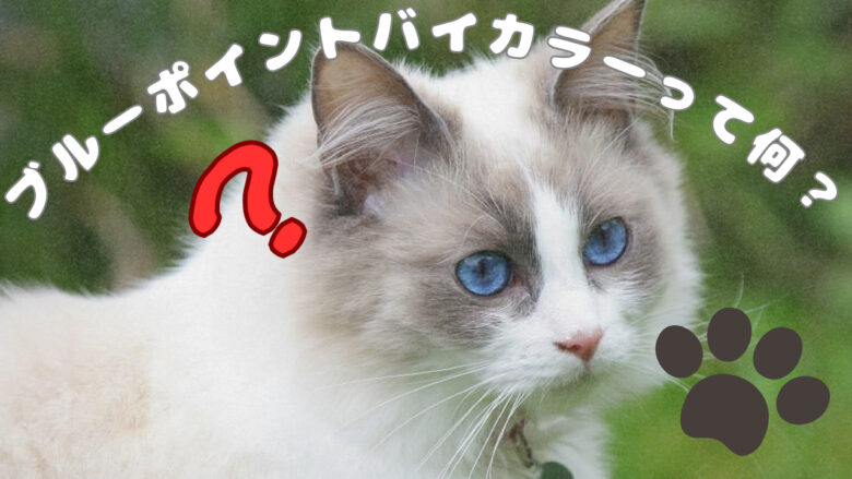 ラグドールのブルーポイントバイカラー成猫はこんな感じ！ | 猫のちブログ