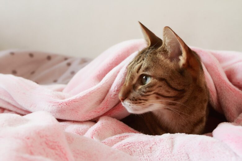 猫毛布