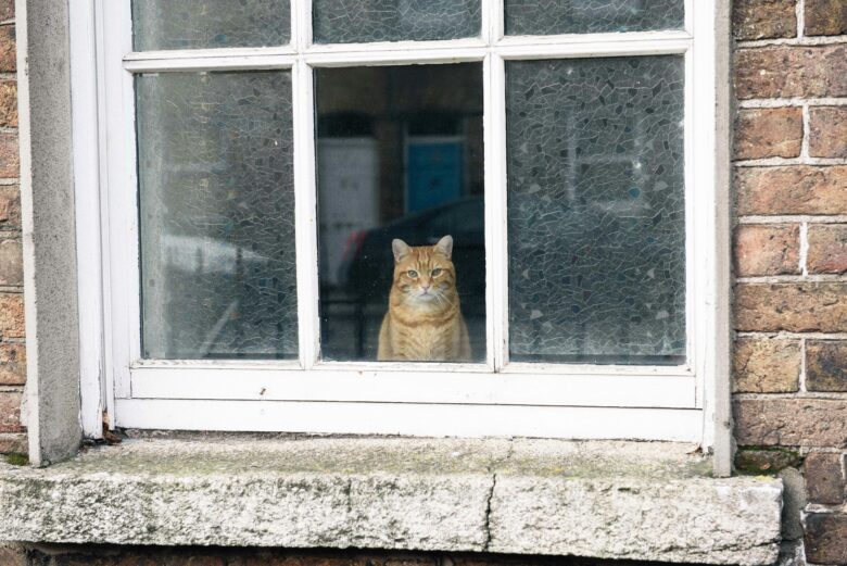 窓から猫