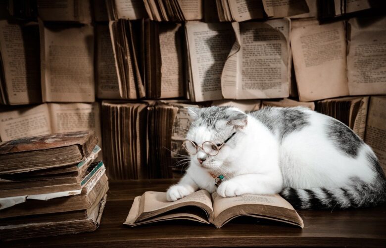 勉強猫