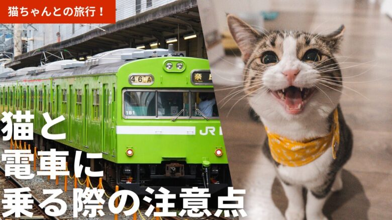 猫ちゃんと電車に乗る際の注意点