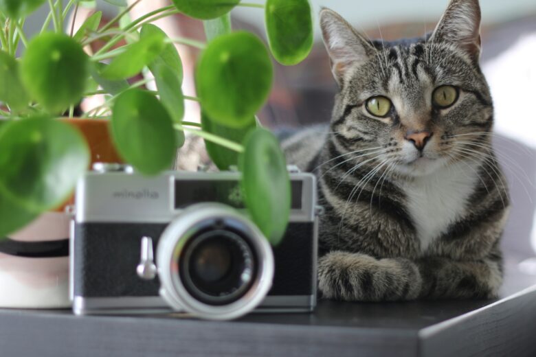 猫　カメラ