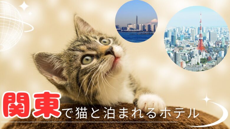 関東で猫と泊まれるホテル