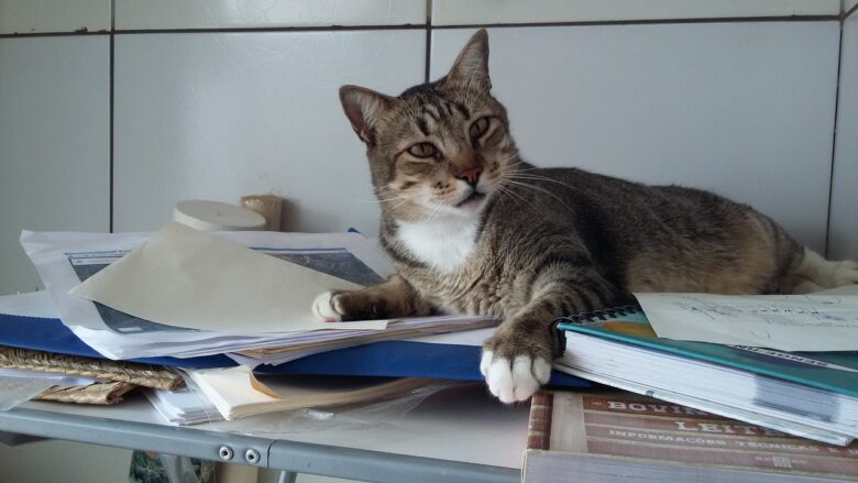 猫勉強