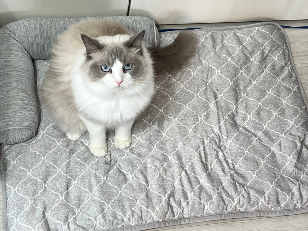 猫 の 毛 が 付き にくい 布団 カバー