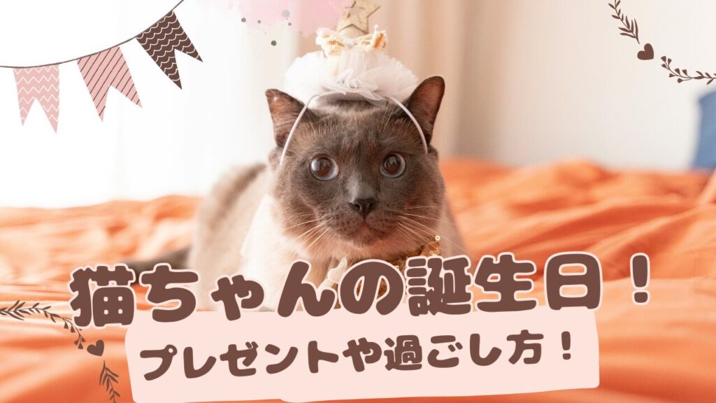 猫ちゃんの誕生日をお祝い！プレゼントや過ごし方紹介！