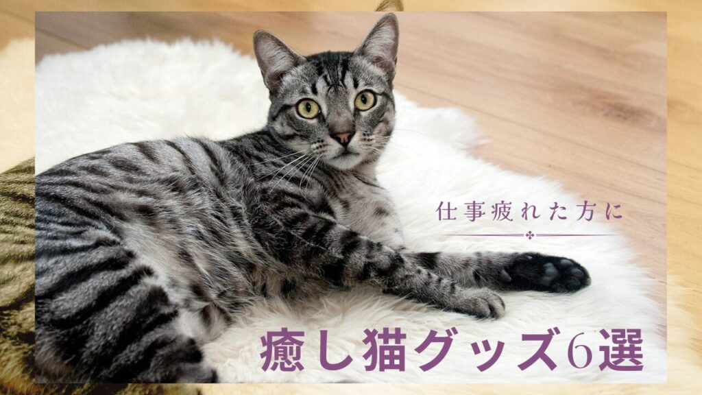 癒し猫グッズ6選