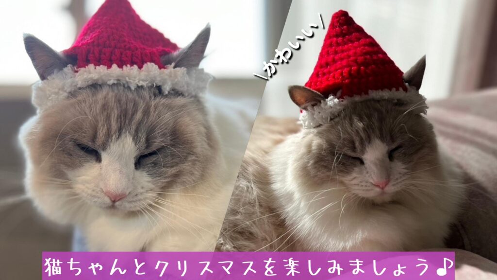 猫ちゃんとクリスマスを楽しみましょう♪