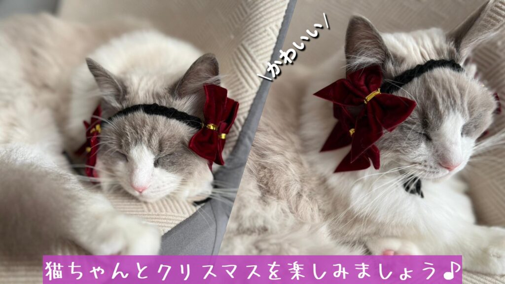 猫ちゃんとクリスマスを楽しみましょう♪