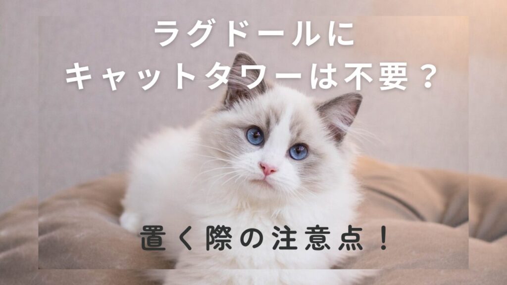 ラグドールにキャットタワーは不要？置く際の注意点！