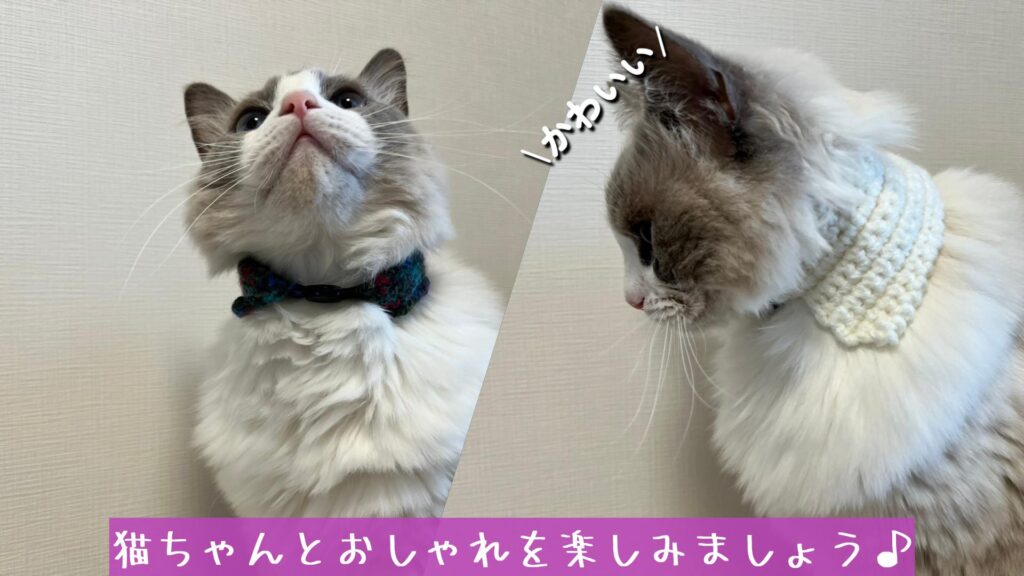 猫ちゃんとおしゃれを楽しみましょう♪