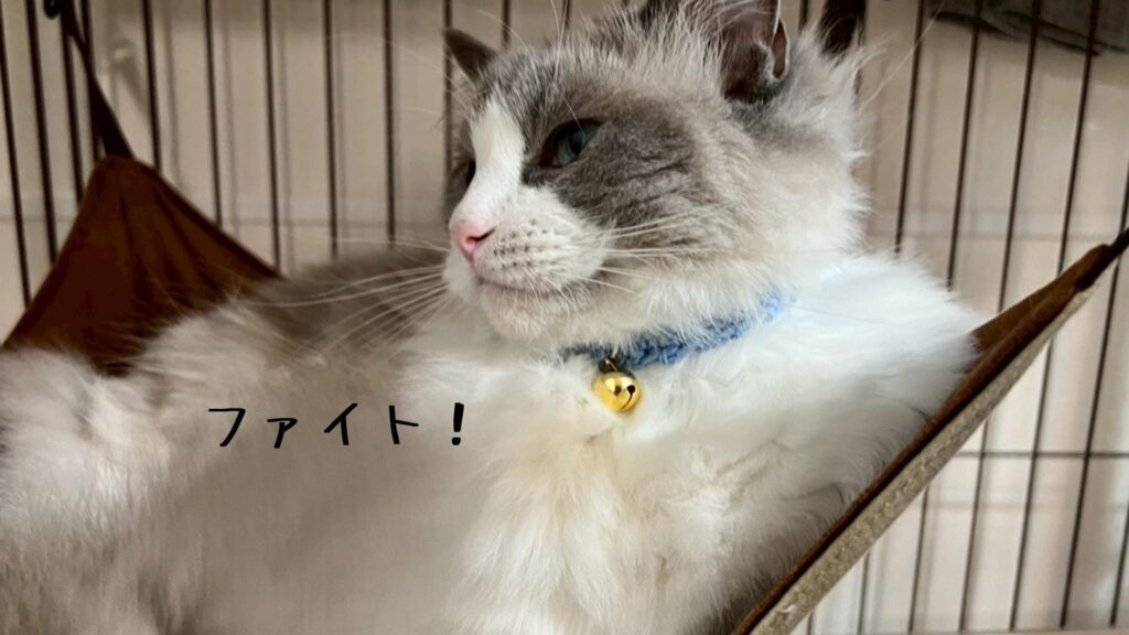 ファイト!
