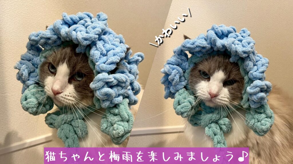 猫ちゃんと梅雨を楽しみましょう♪