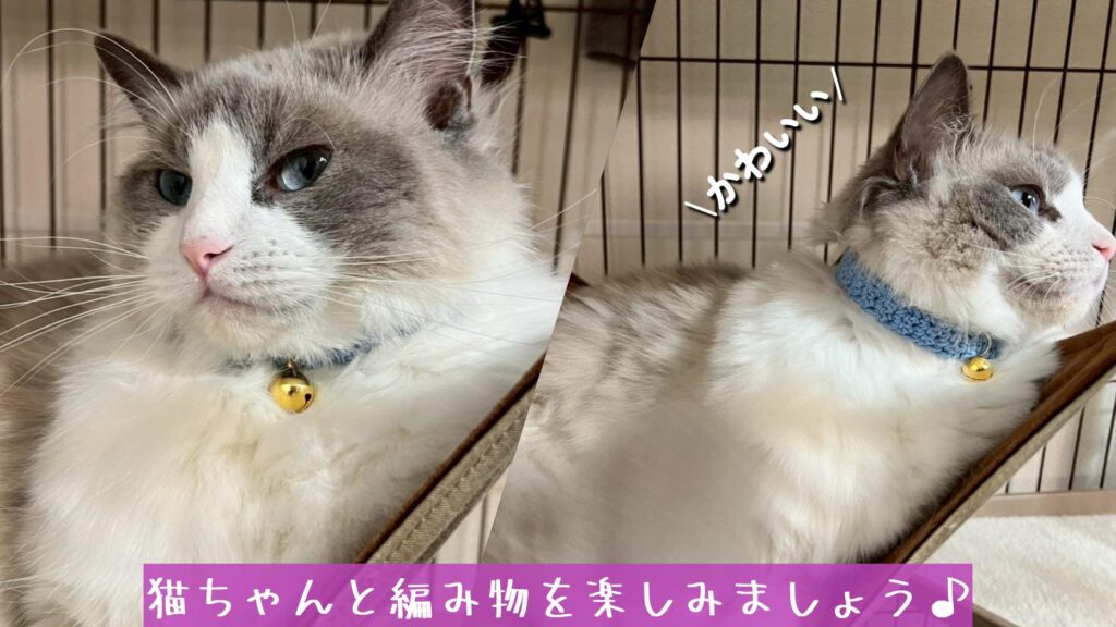猫ちゃんと編み物を楽しみましょう♪