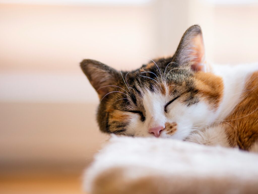 三毛猫