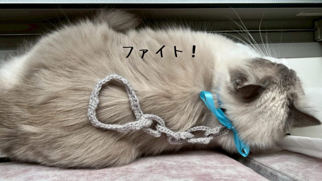 ファイト!