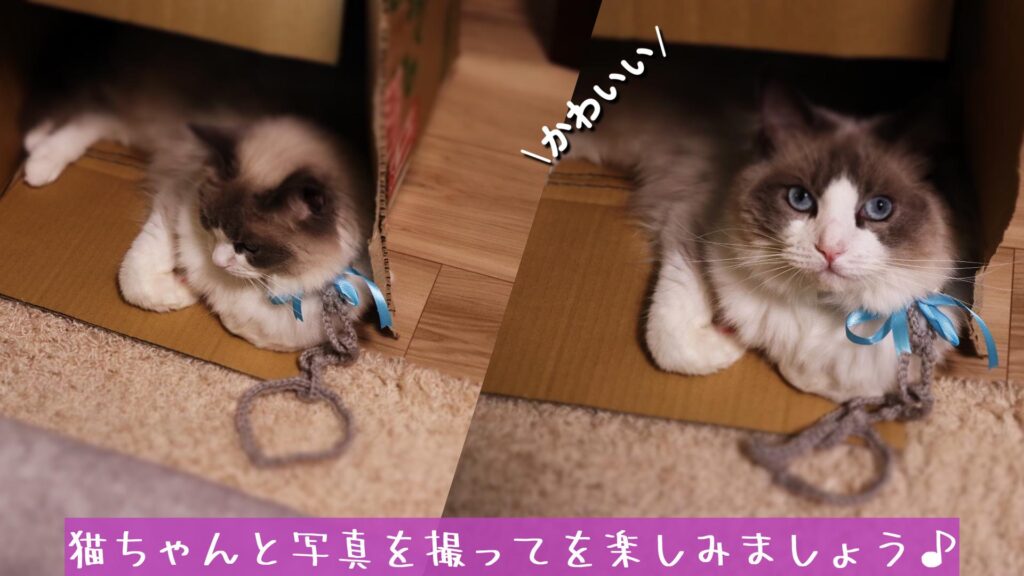 猫ちゃんと写真を撮ってを楽しみましょう♪
