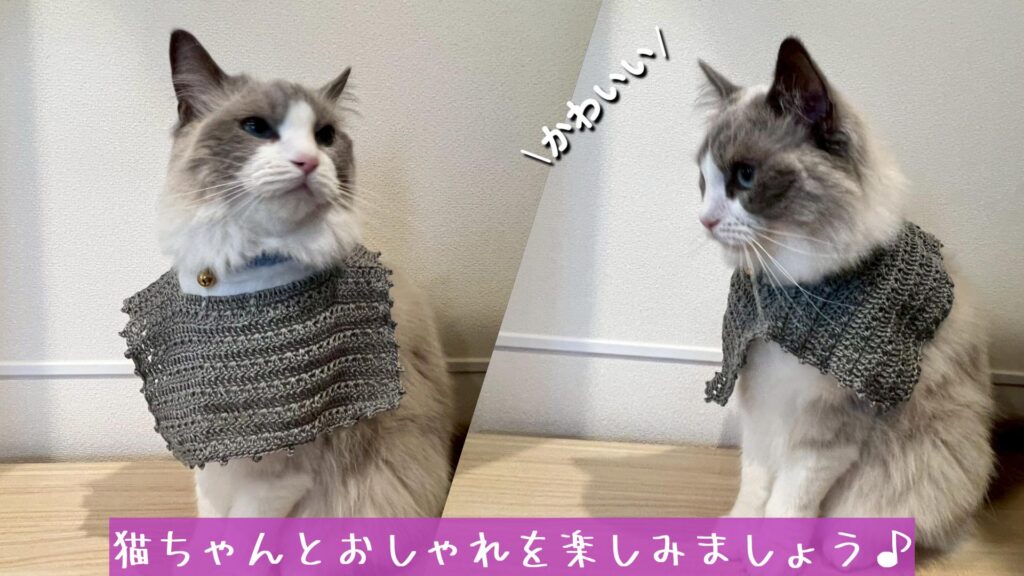 猫ちゃんとおしゃれを楽しみましょう♪