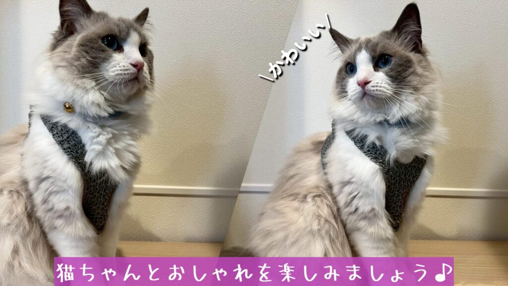 猫ちゃんとおしゃれを楽しみましょう♪