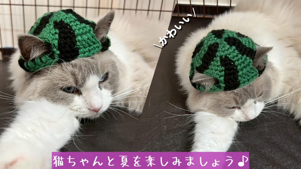 猫ちゃんと夏を楽しみましょう♪