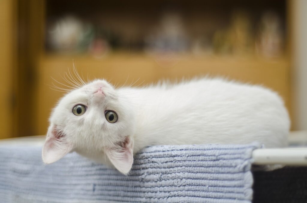 白い子猫