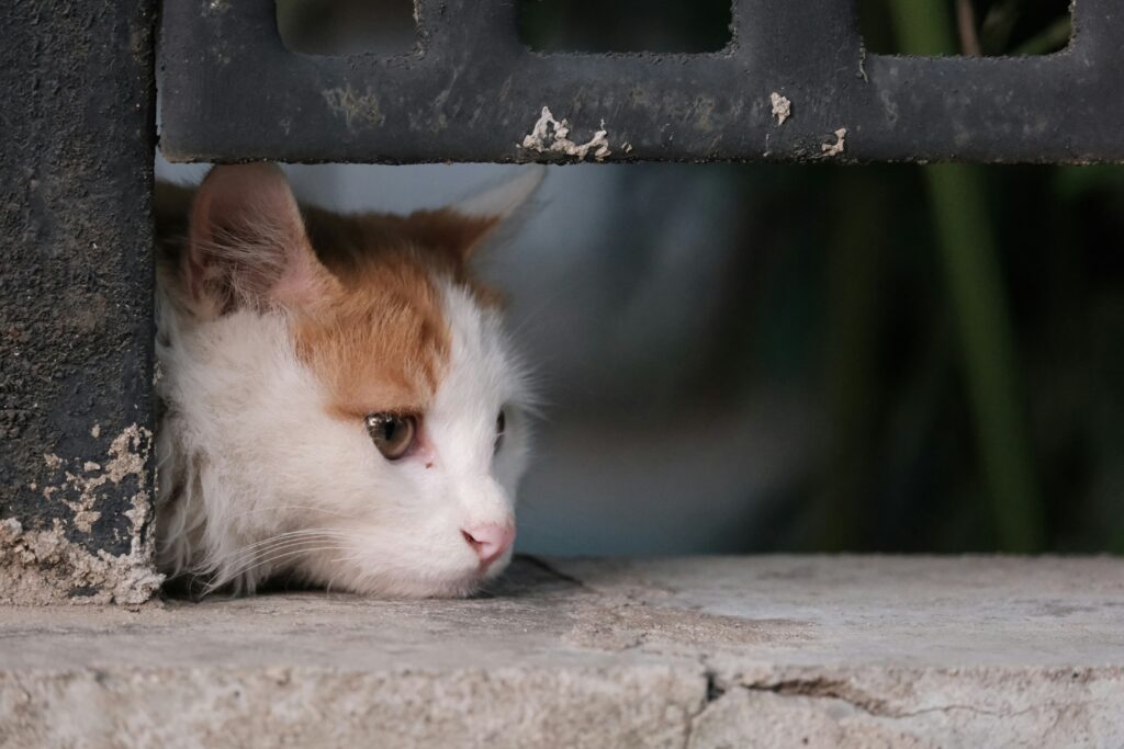 悲しそうな猫