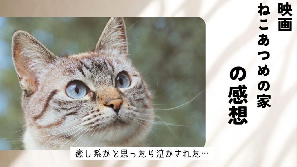 癒し系かと思ったら泣かされた…映画『ねこあつめの家』の感想