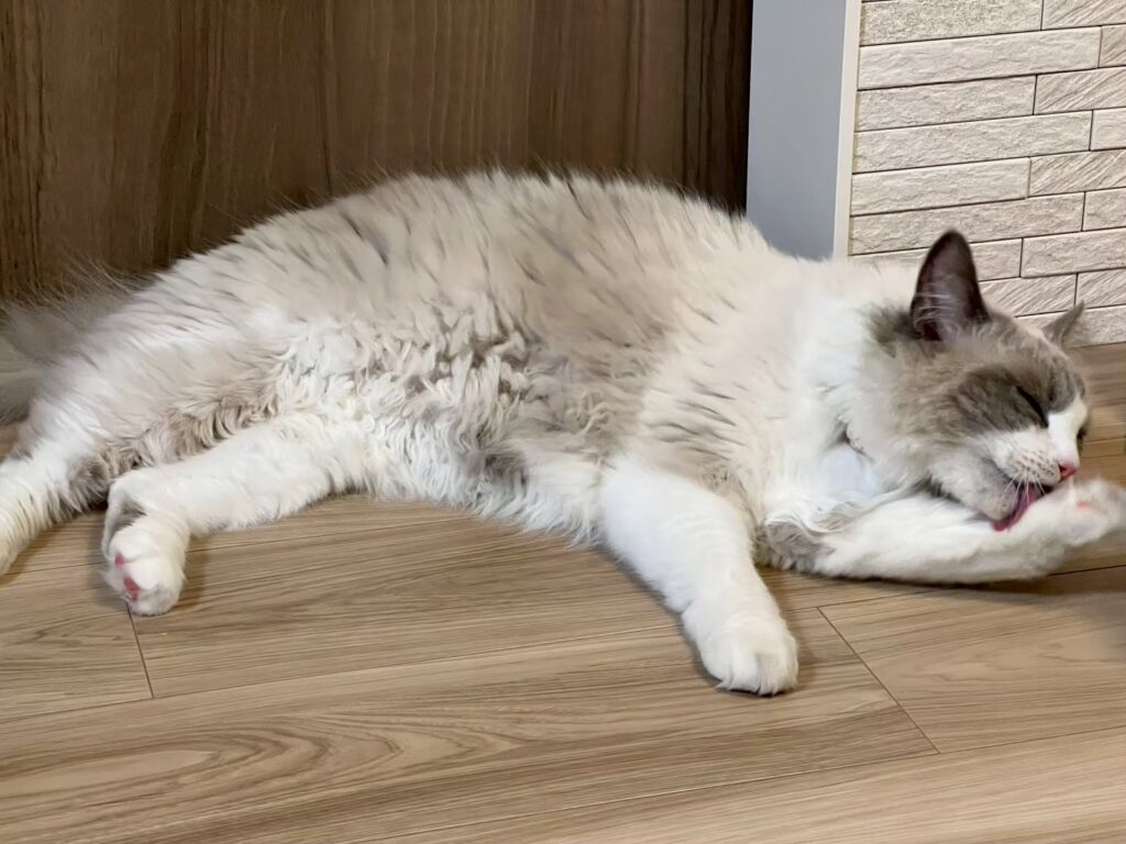 るんちゃん