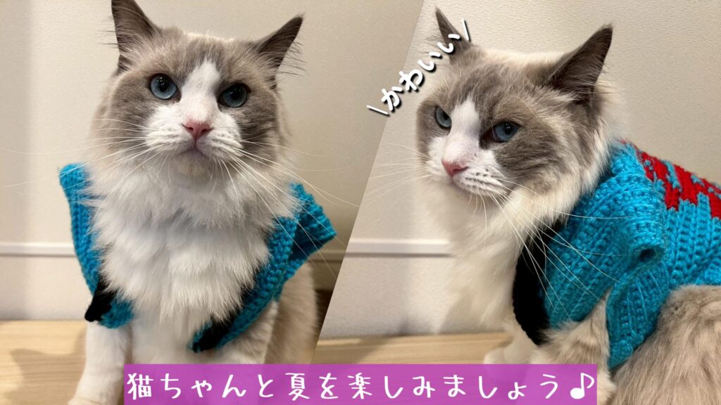 猫ちゃんと夏を楽しみましょう♪