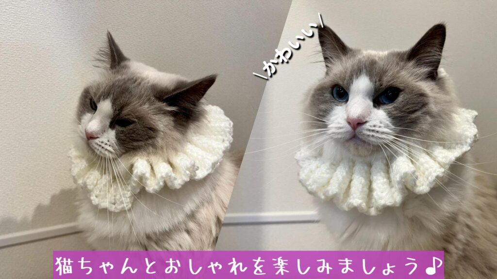 猫ちゃんとおしゃれを楽しみましょう♪