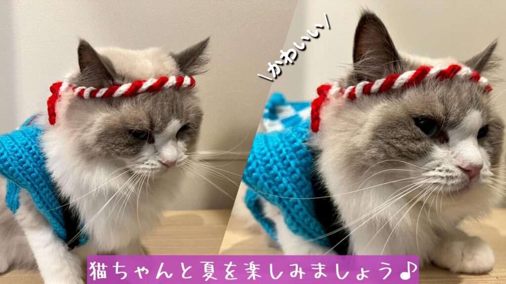 猫ちゃんと夏を楽しみましょう♪