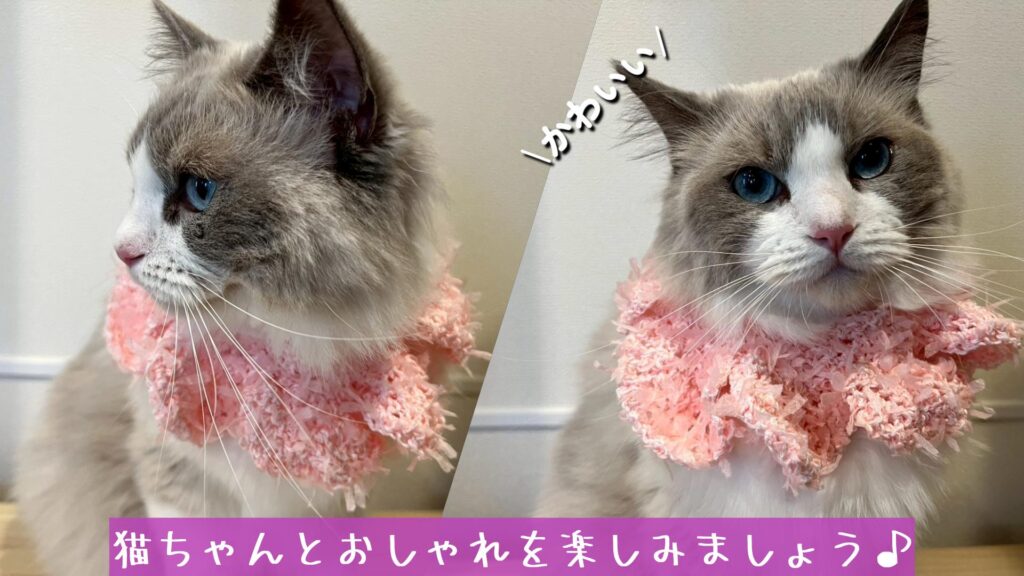 猫ちゃんとおしゃれを楽しみましょう♪