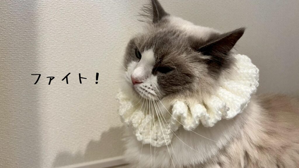 ファイト!
