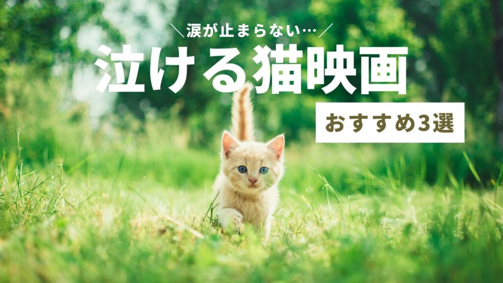 涙が止まらない…泣ける猫映画おすすめ3選