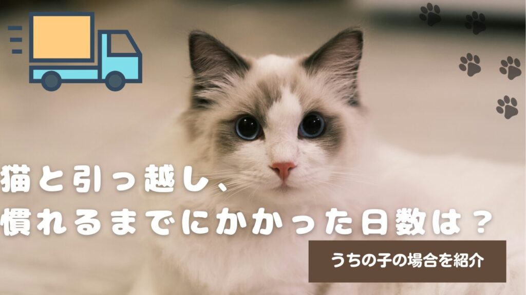 猫と引っ越し、慣れるまでにかかった日数は？うちの子の場合を紹介