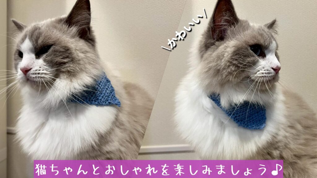 猫ちゃんとおしゃれを楽しみましょう♪