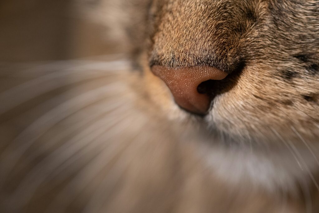 猫の鼻