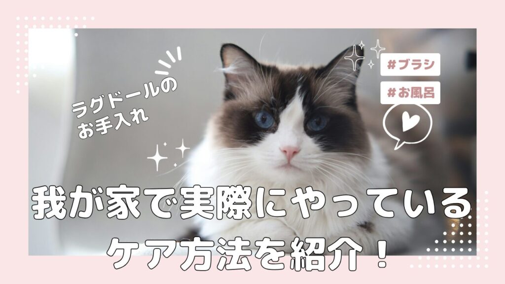 ラグドールのお手入れ、我が家で実際にやっているケア方法を紹介！