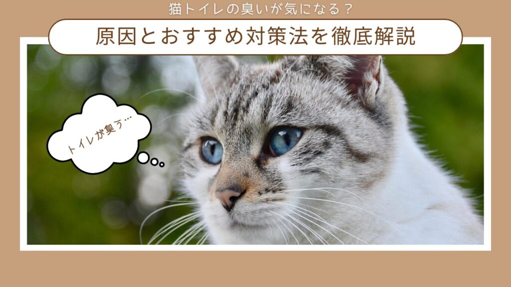 猫トイレの臭いが気になる？原因とおすすめ対策法を徹底解説