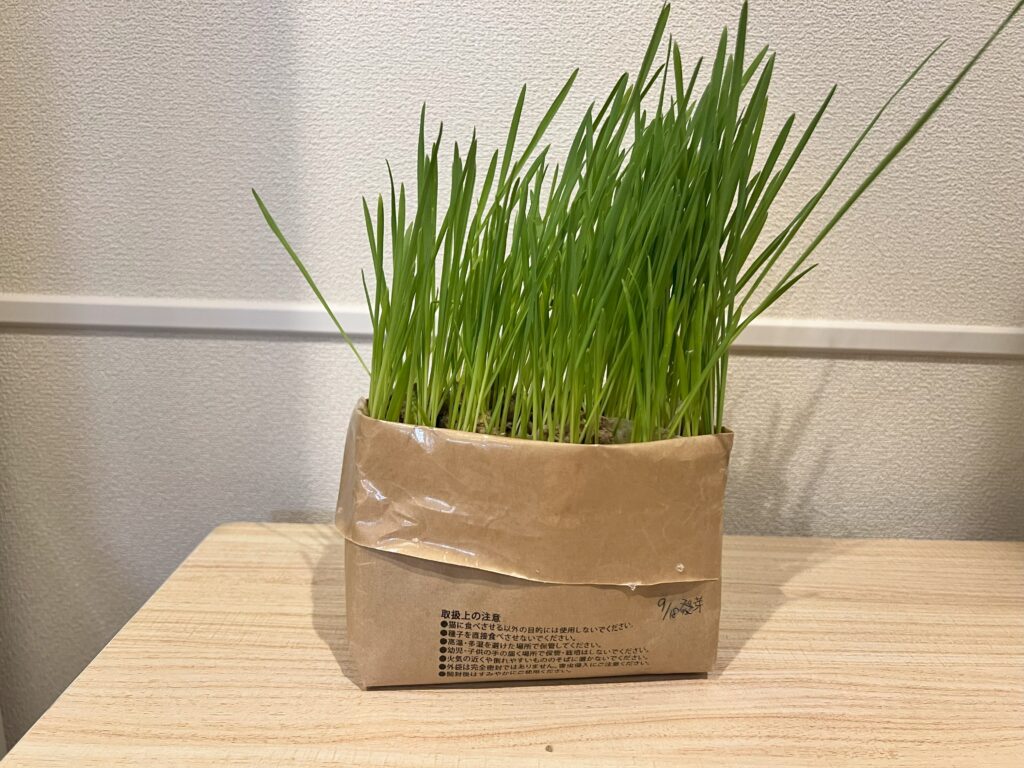 無印良品の猫草
