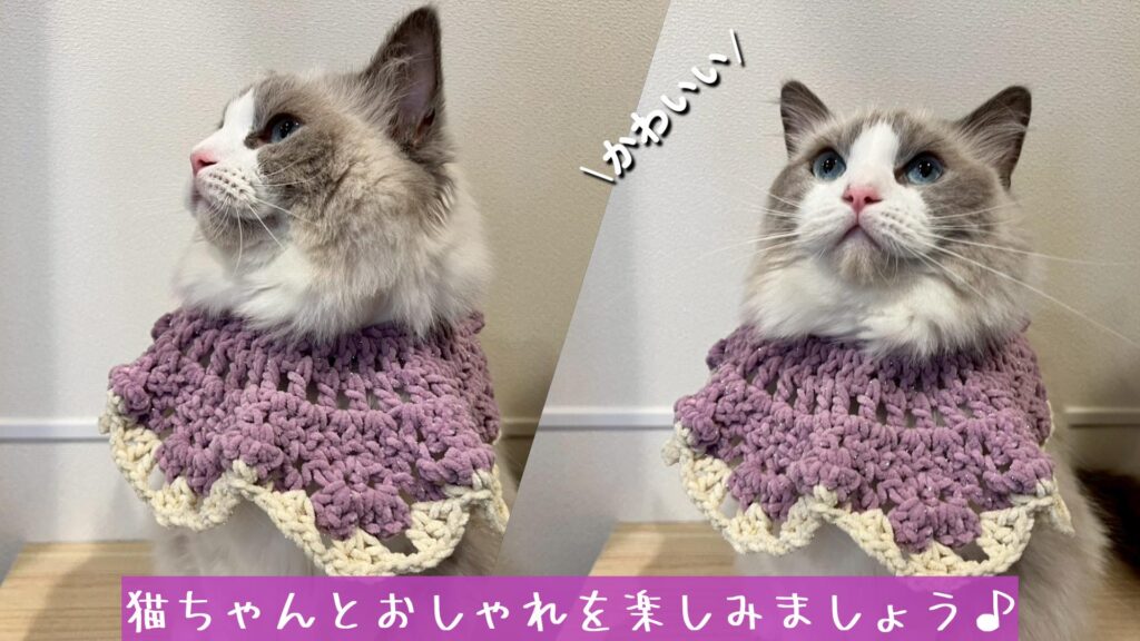 猫ちゃんとおしゃれを楽しみましょう♪