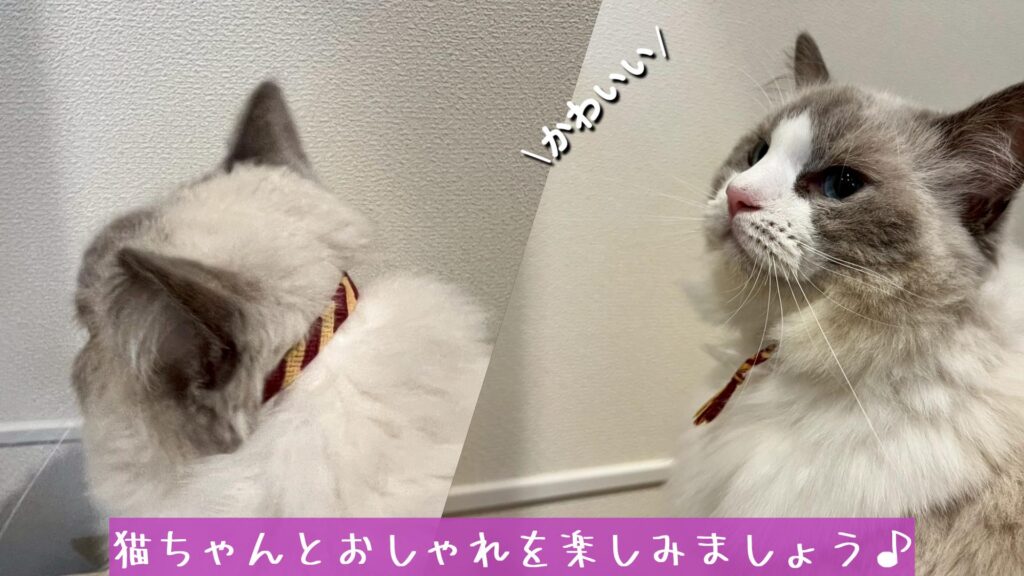 猫ちゃんとおしゃれを楽しみましょう♪