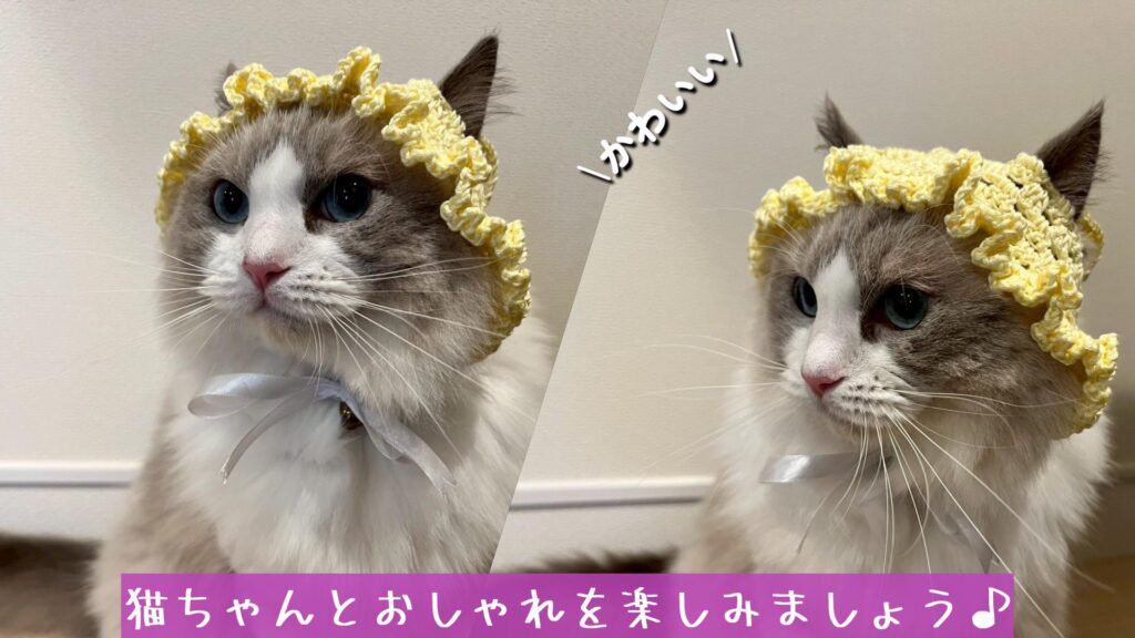 猫ちゃんとおしゃれを楽しみましょう♪