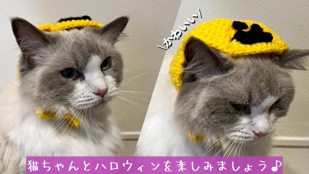 猫ちゃんとハロウィンを楽しみましょう♪