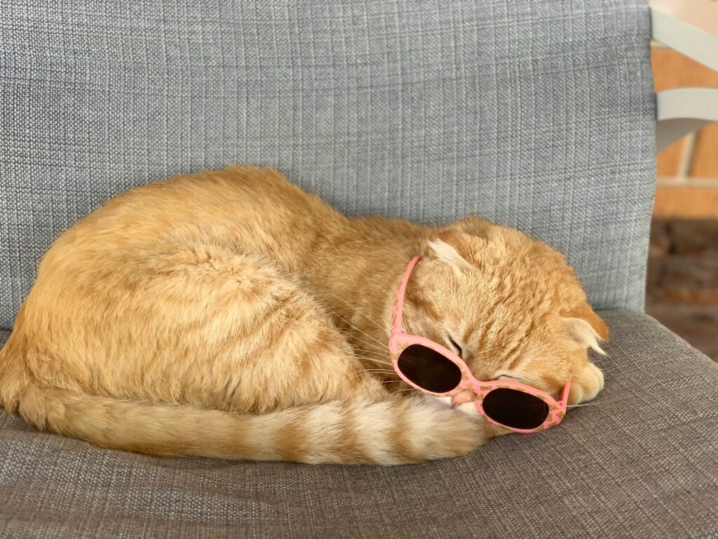 猫 眼鏡