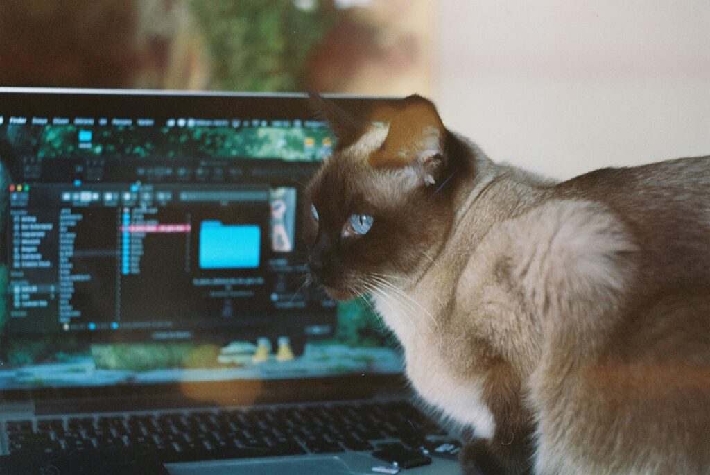 猫とパソコン