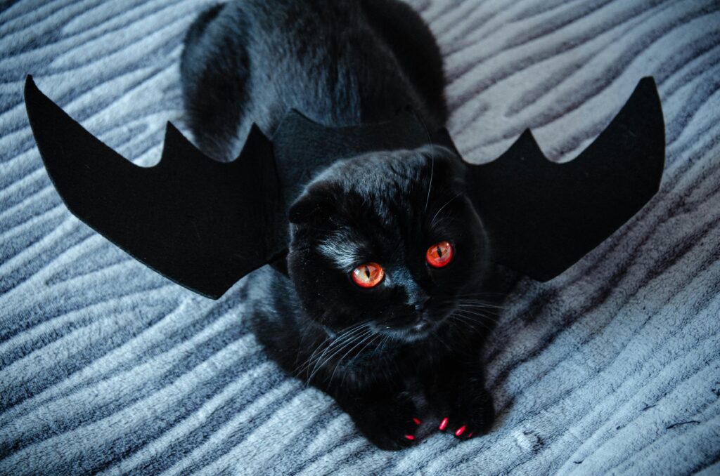 ハロウィン 黒猫